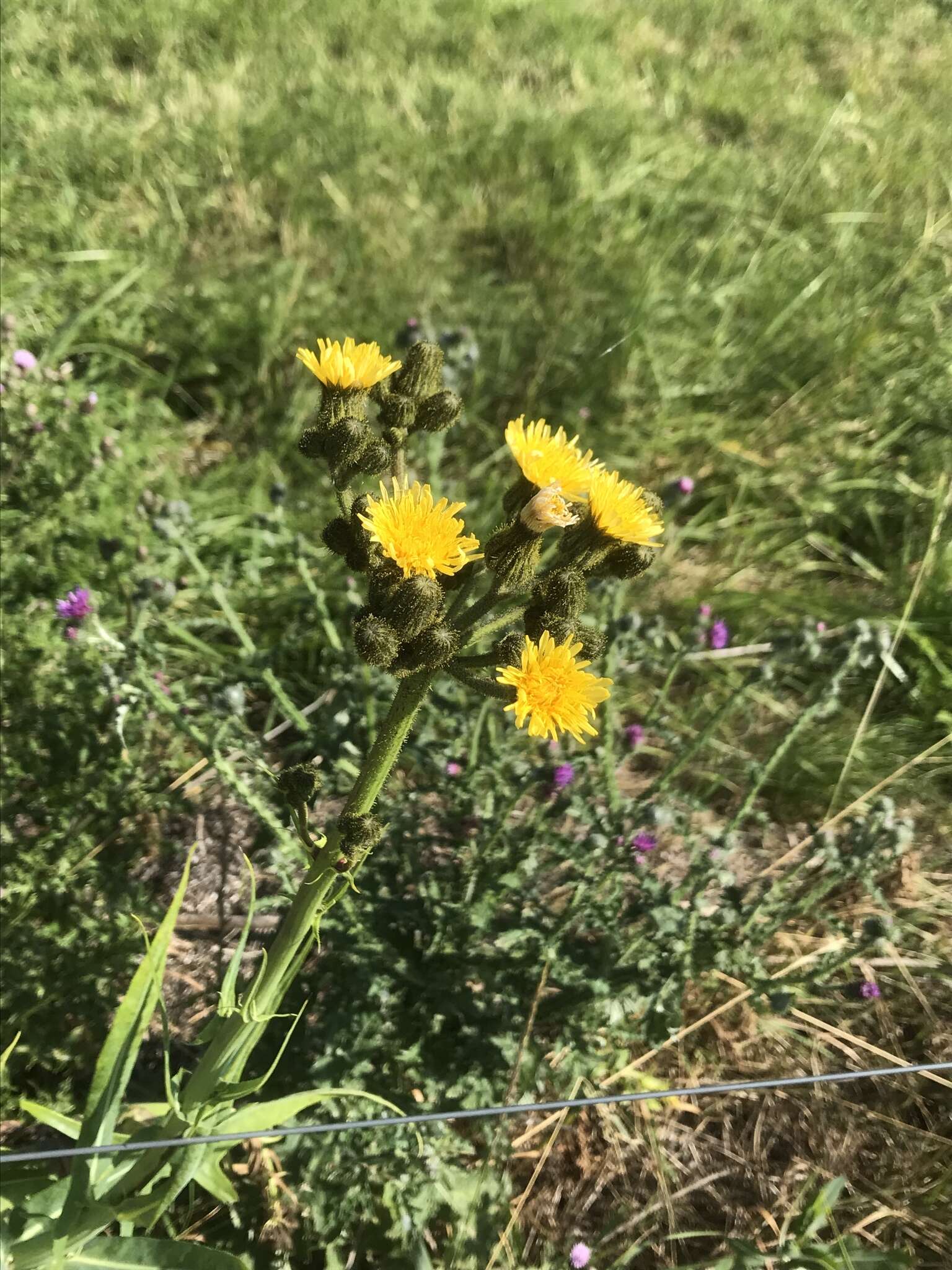 Image of marsh sow-thistle