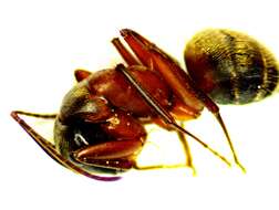 Image of ferruginous carpenter ant