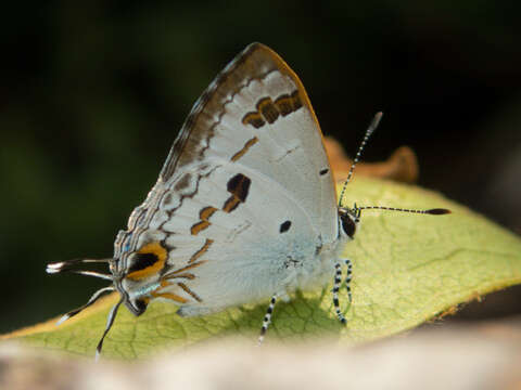 Image of Hypolycaena othona