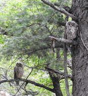 Image of Mexican Spotted Owl