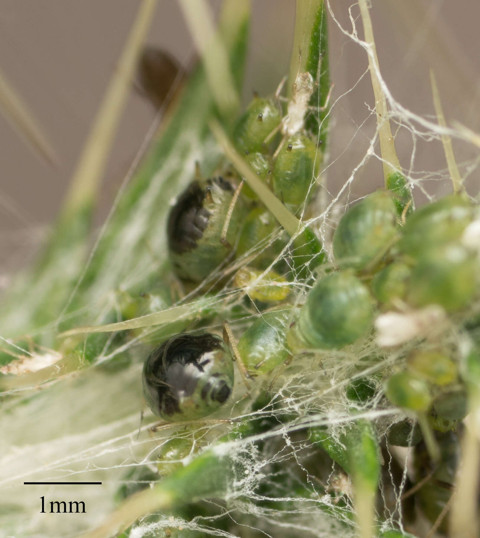 Слика од Brachycaudus (Prunaphis) cardui (Linnaeus 1758)