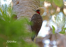 Image of Pale-crested Woodpecker
