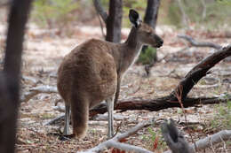 Macropus fuliginosus melanops Gould 1842 resmi