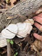 Imagem de Trametes elegans (Spreng.) Fr. 1838