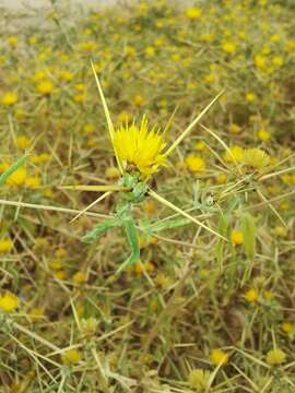 Image of Centaurea hyalolepis Boiss.