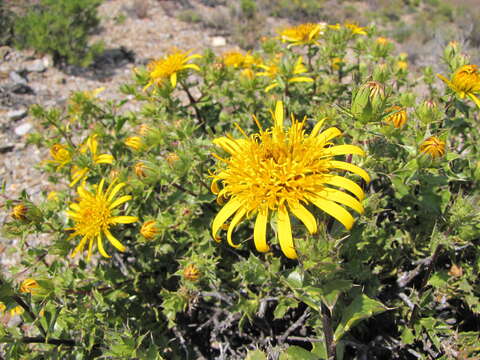 Sivun Berkheya spinosa (L. fil.) Druce kuva