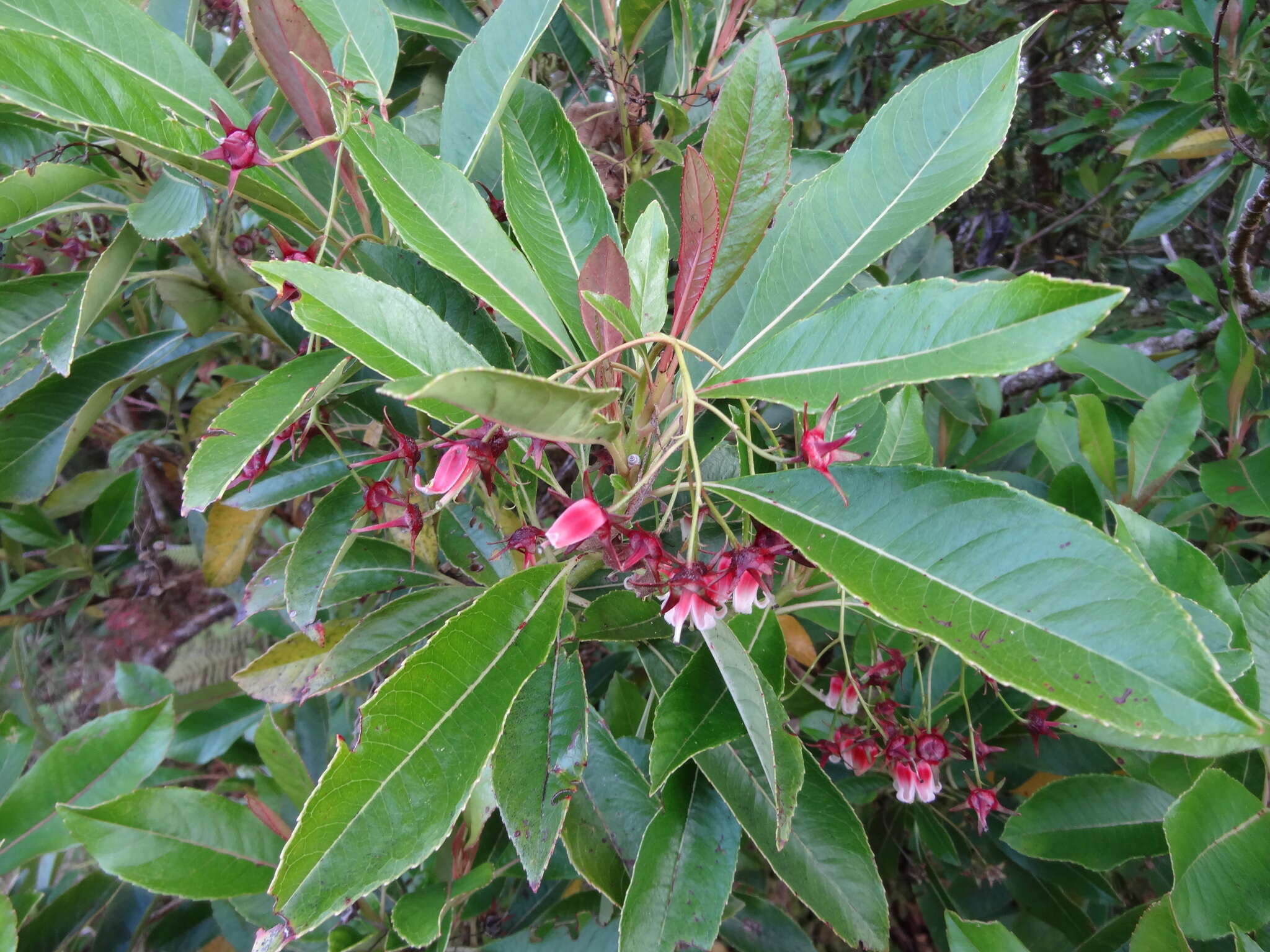 Image of Forgesia racemosa J. F. Gmel.