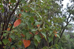 Imagem de Croton urucurana Baill.