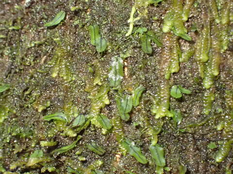 Hymenophyllum armstrongii (Bak.) Kuhn resmi