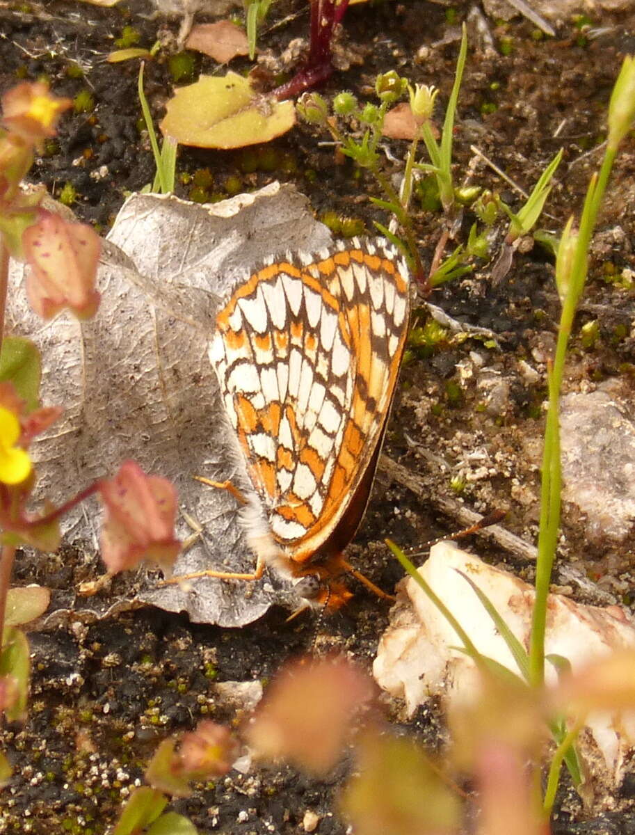 Image of Sagebrush Checkerspot