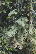 Image of Philodendron deflexum Poepp. ex Schott
