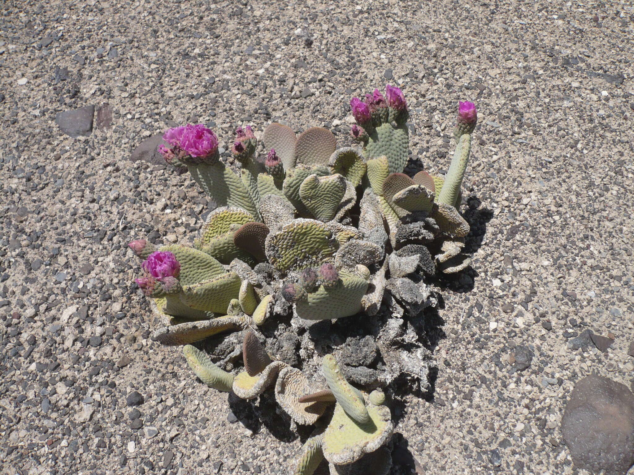 صورة Opuntia basilaris var. basilaris