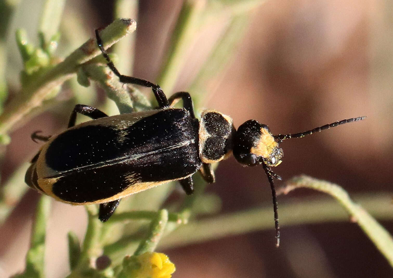 Image of Epicauta (Epicauta) stuarti Le Conte 1868