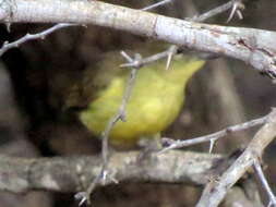 Image of Chlorocichla flaviventris flaviventris (Smith & A 1834)