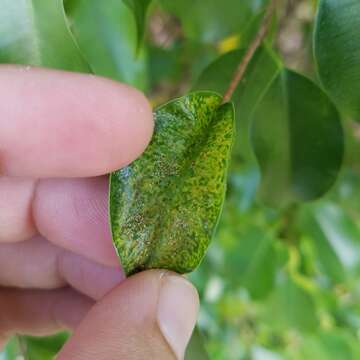 Image of Leaf-gall thrip