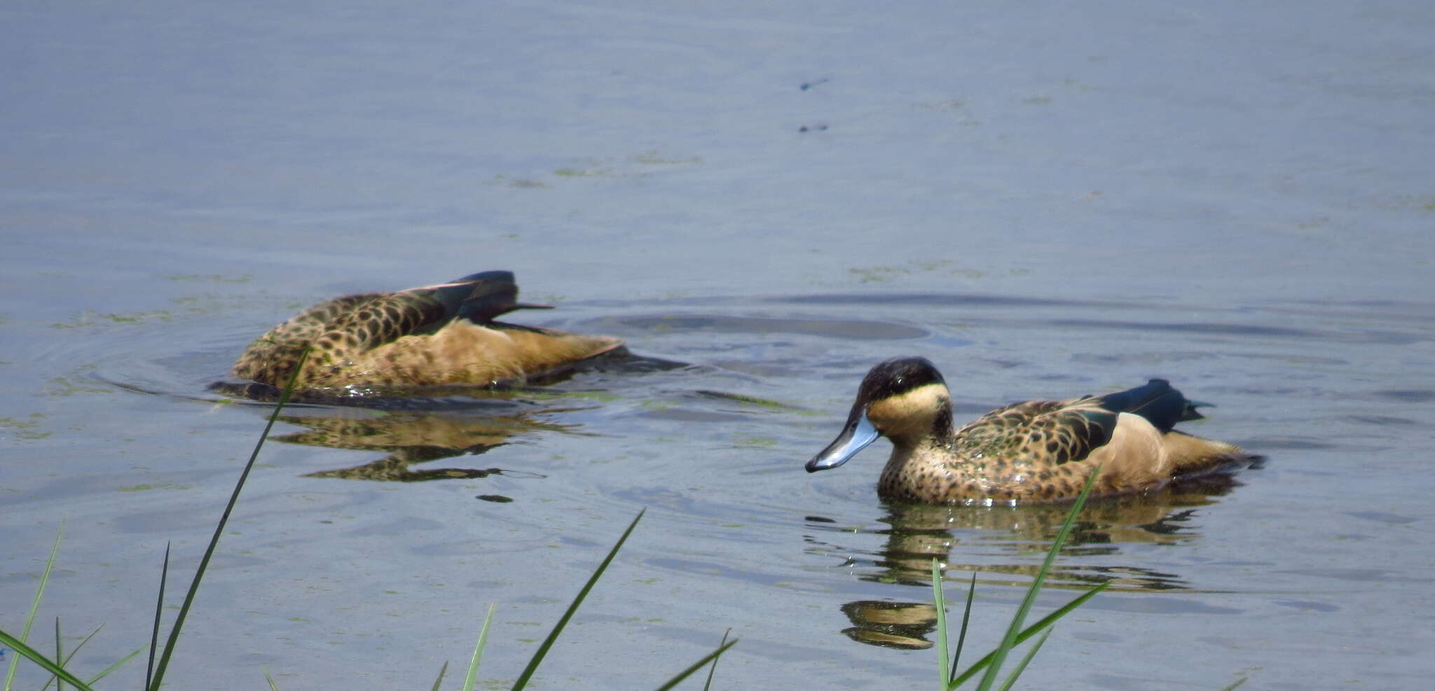 Image of Blue-billed Teal