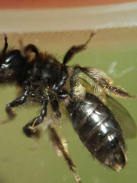 Image of Andrena anisochlora Cockerell 1936