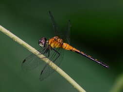 Amphithemis vacillans Selys 1891 resmi