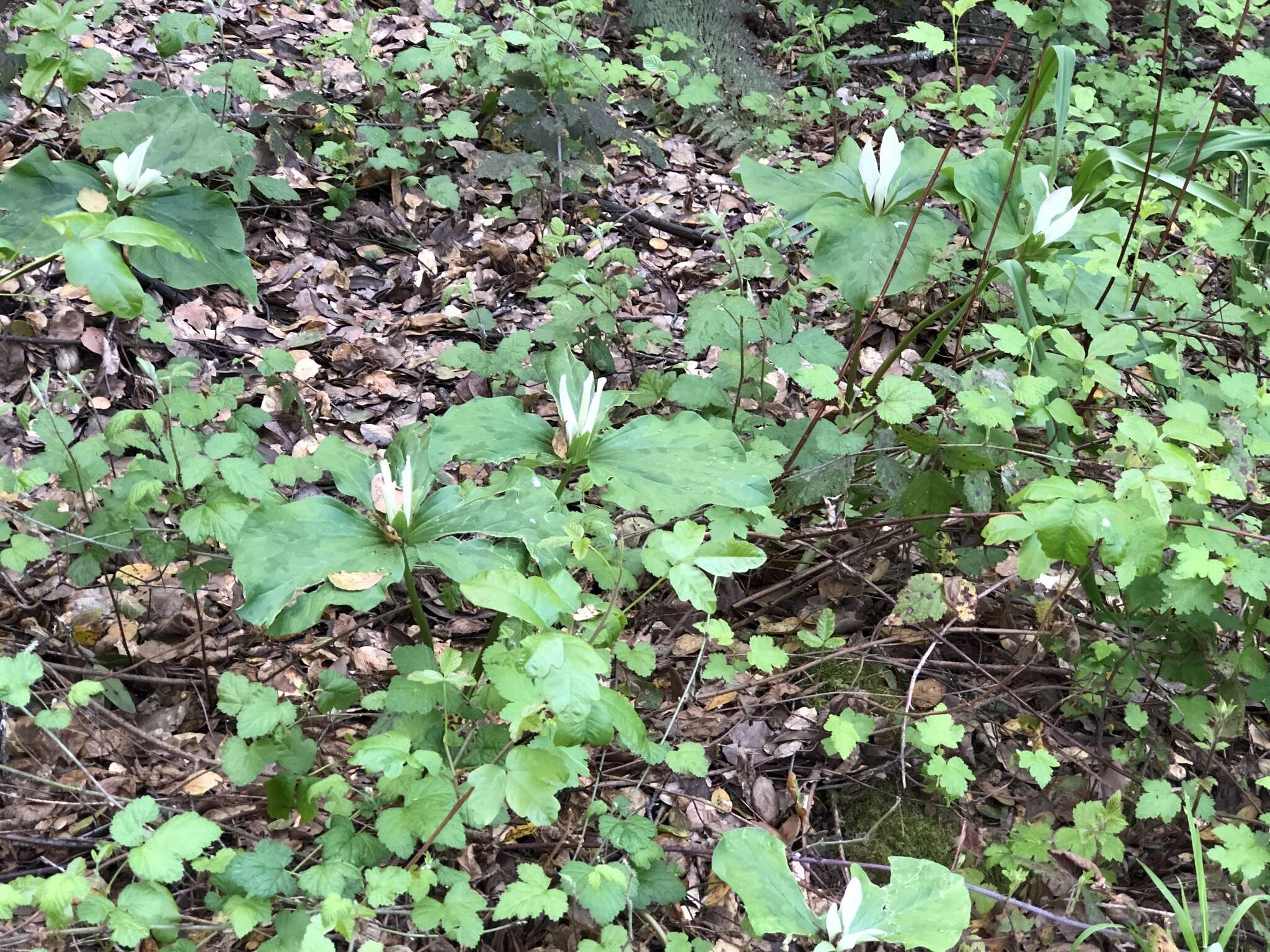 Trillium chloropetalum var. giganteum (Hook. & Arn.) Munz resmi