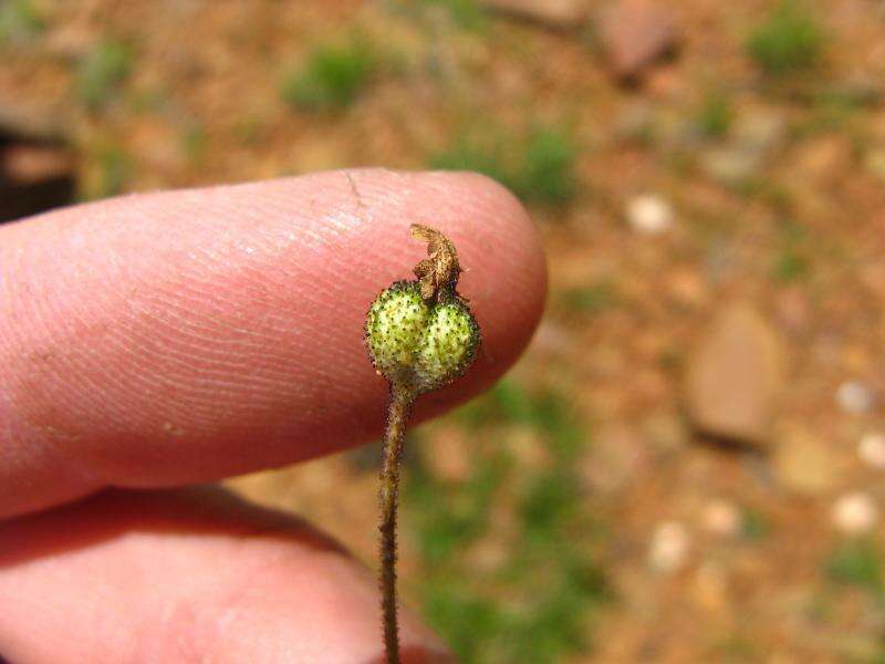 Image of Xerophyta humilis (Baker) T. Durand & Schinz