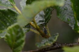 Polydrusus (Eurodrusus) cervinus (Linnaeus 1758) resmi