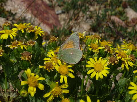 Colias meadii Edwards 1871 resmi