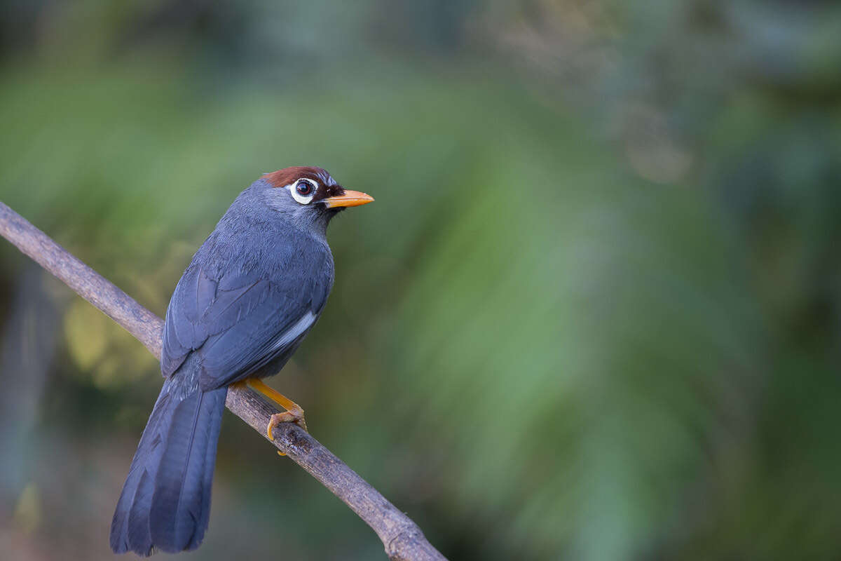 Image of Chestnut-capped Laughingthrush