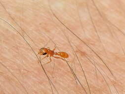 Image of Pseudomyrmex pallidus (Smith 1855)