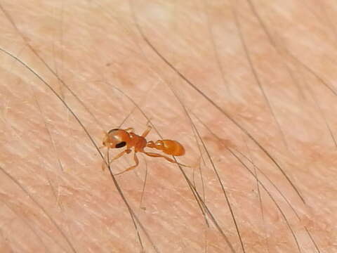 Image of Pseudomyrmex pallidus (Smith 1855)