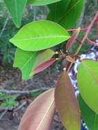 Image of Triadica cochinchinensis Lour.