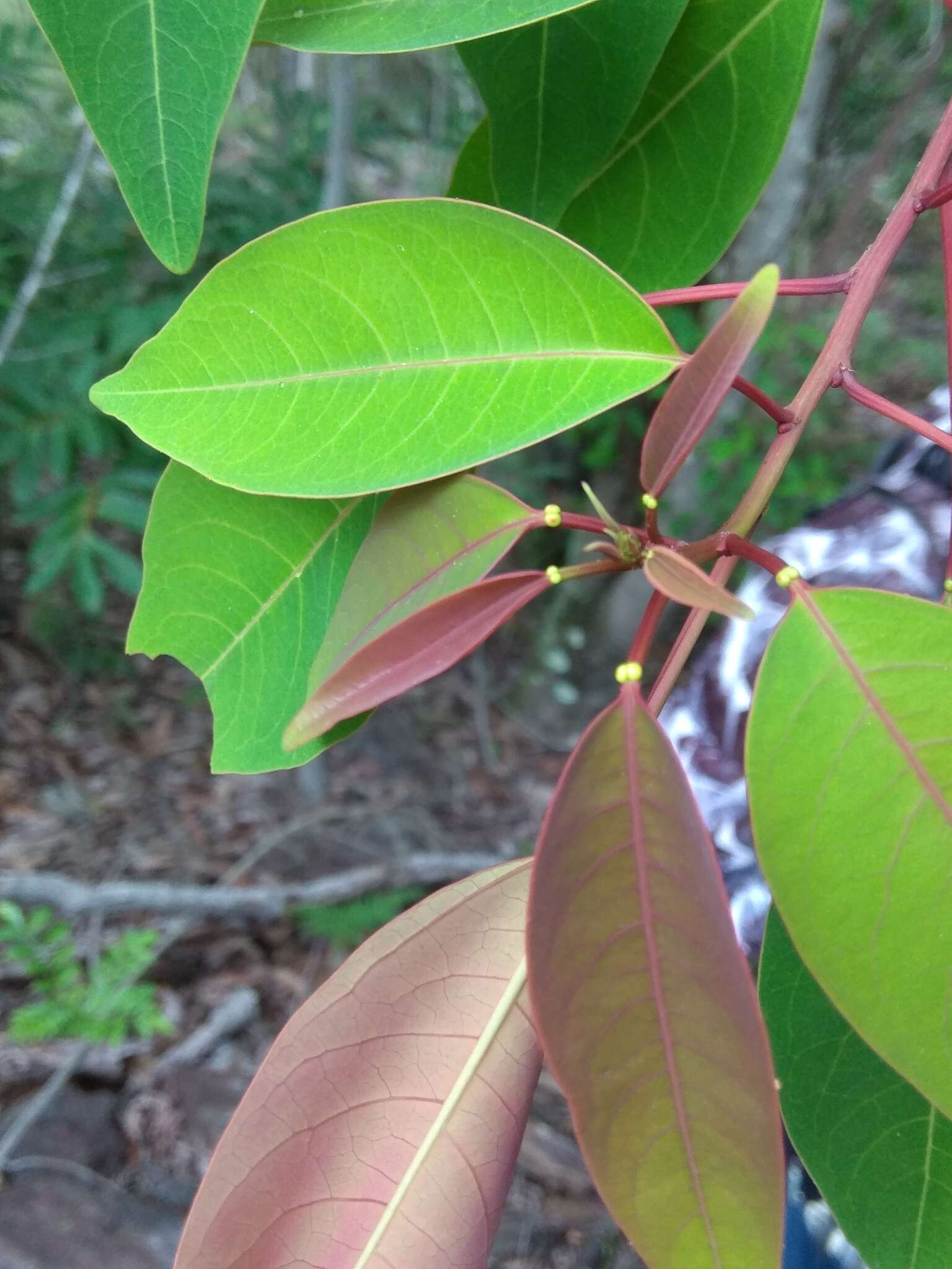 Image of Triadica cochinchinensis Lour.