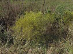 Image of broomweed