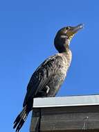 Image of Phalacrocorax auritus floridanus (Audubon 1835)