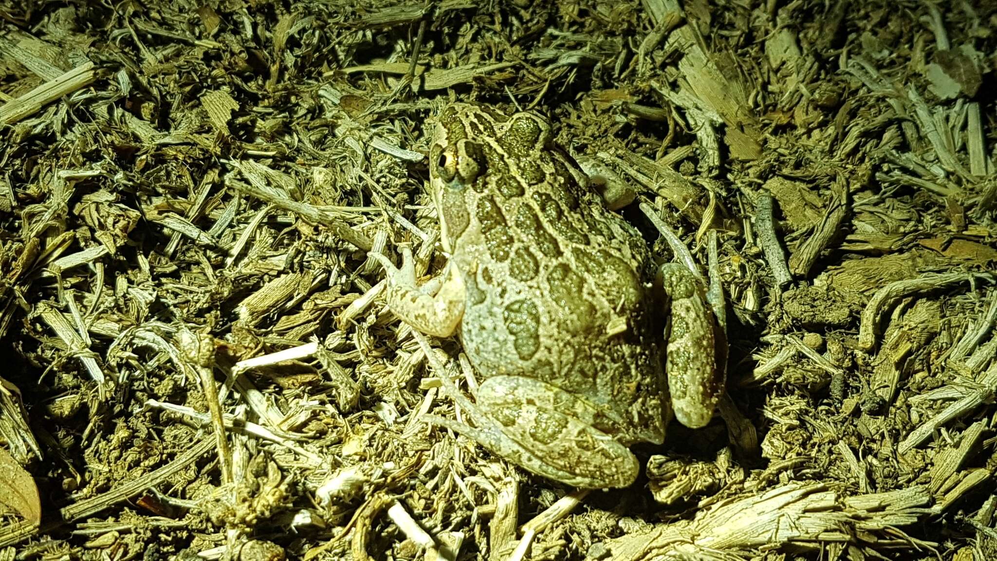 Image of Spotted Grass Frog
