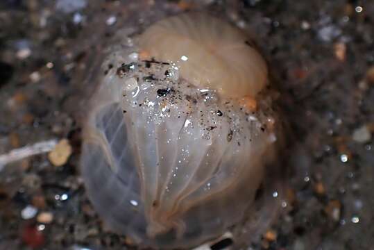 Image of giant burrowing anemone