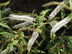 Image of <i>Veronica <i>stricta</i></i> var. stricta