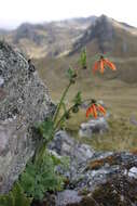 Image of Nasa ranunculifolia subsp. cymbopetala (Urb. & Gilg) Weigend