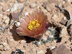 Image of Winkler Cactus