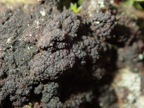 Image of placynthiella lichen