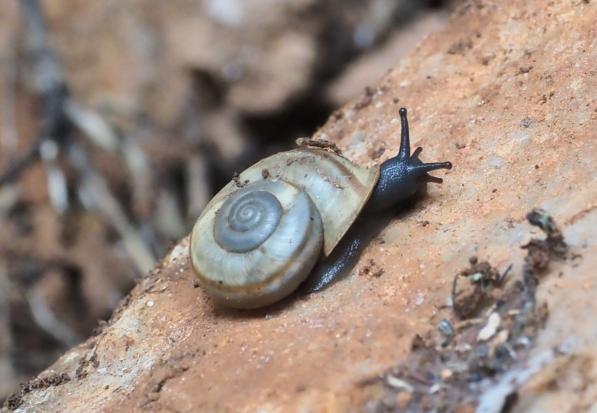 Image of Thiessea sphaeriostoma (Bourguignat 1857)