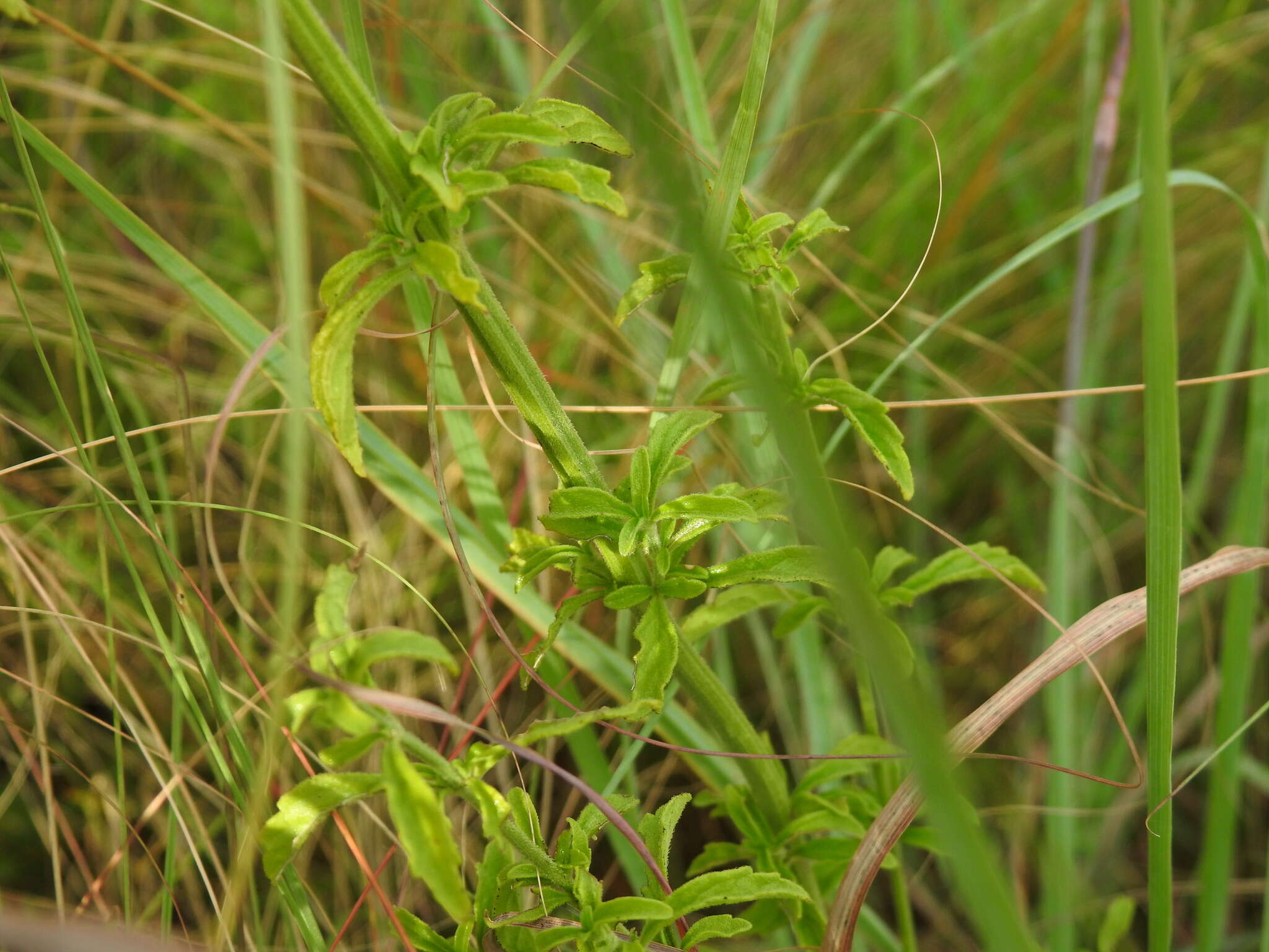 Image of Leonotis ocymifolia var. schinzii (Gürke) Iwarsson