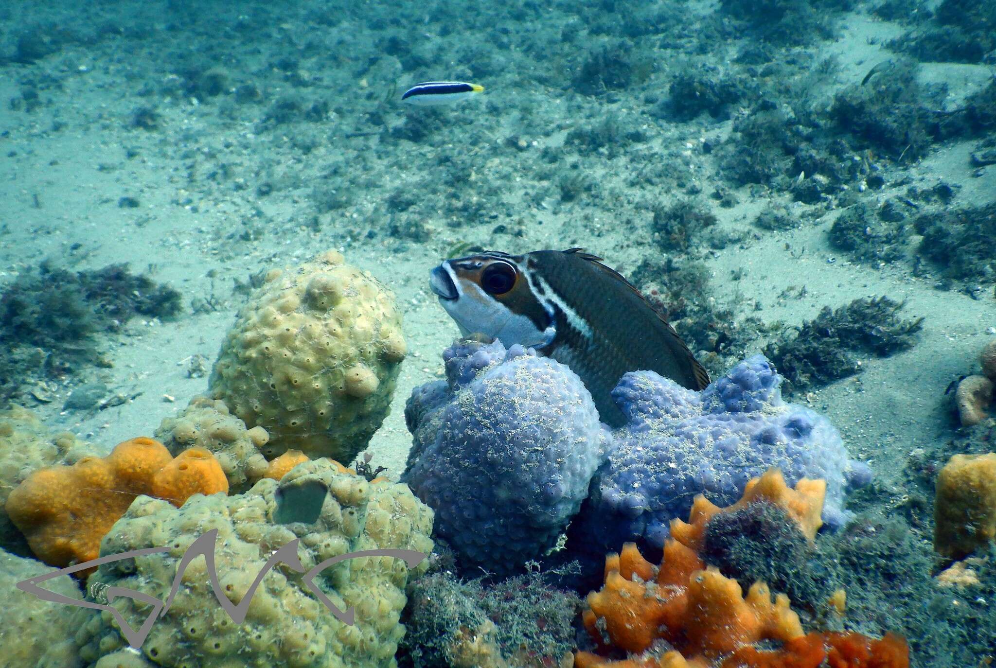 Image of Banana wrasse