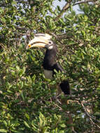 Image of Malabar Pied Hornbill