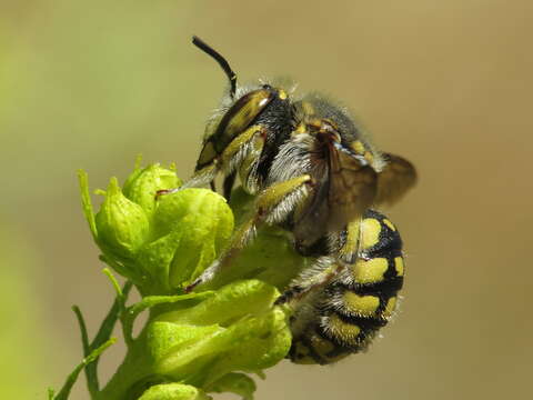 Image of Anthidium loti Perris 1852