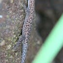 صورة Lygodactylus soutpansbergensis