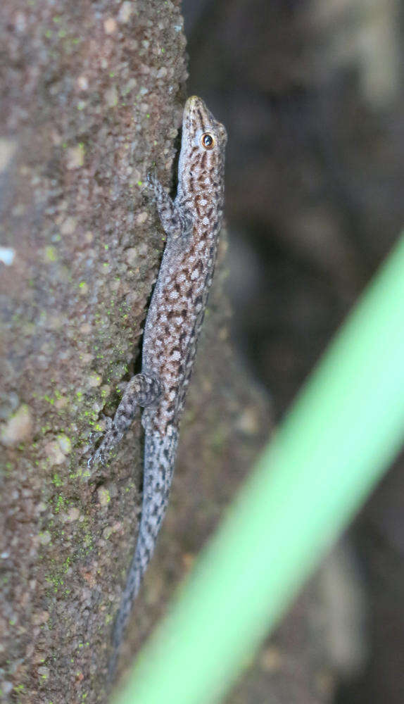 Image of Lygodactylus soutpansbergensis