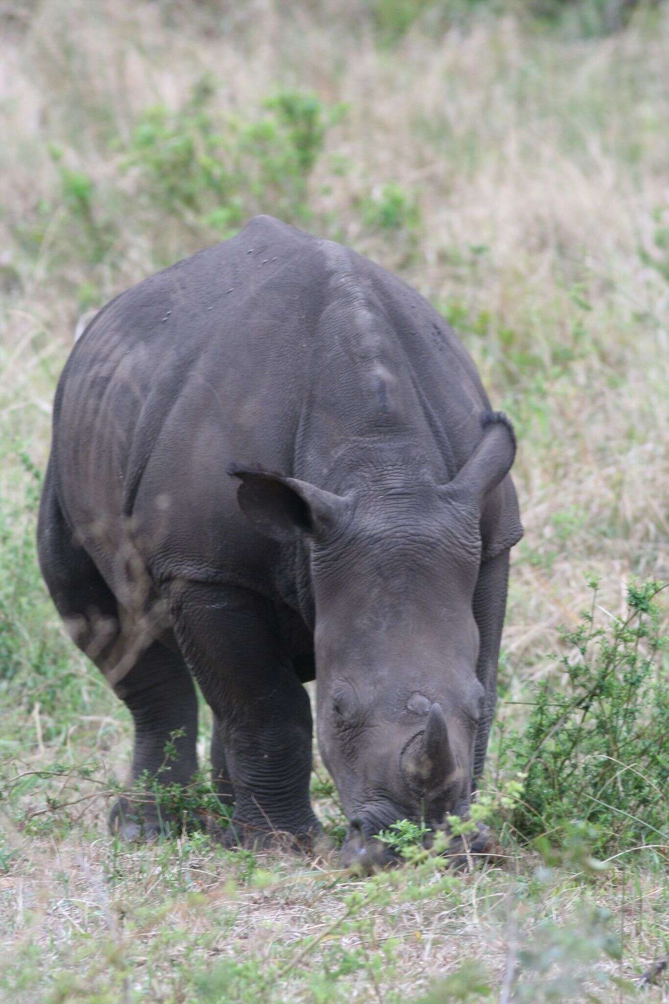 Image of Ceratotherium simum simum