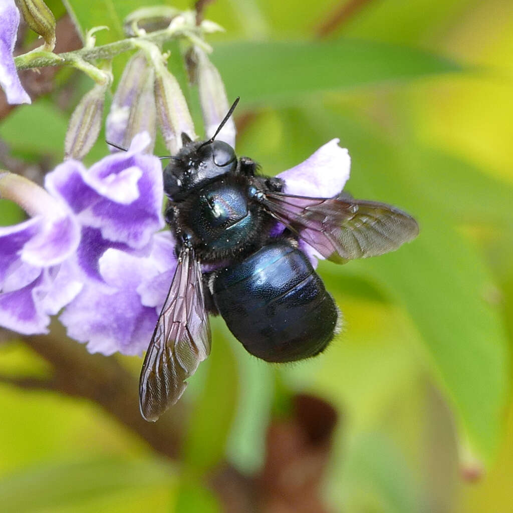 Image of large carpenter bee