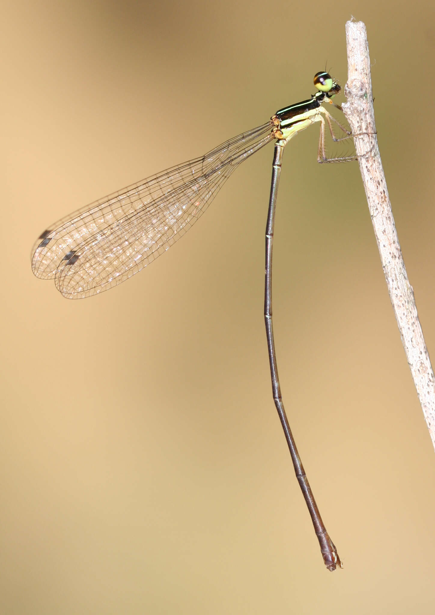 Image of Elattoneura oculata (Kirby 1894)