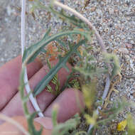 Image of whitestem blazingstar